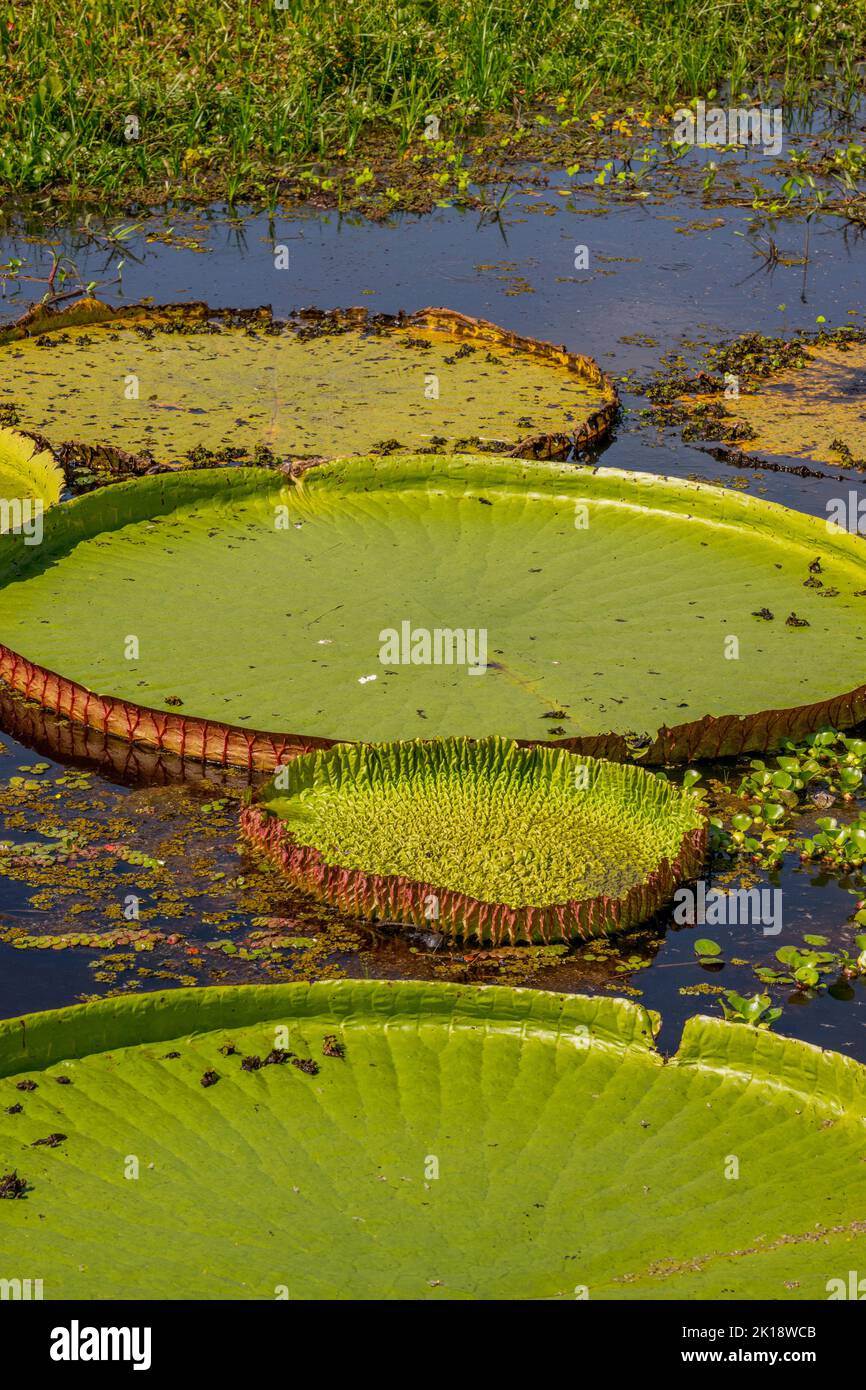 Vue sur la feuille de lys géante d'eau de Victoria avec des bords épineux à Porto Jofre dans le nord de Pantanal, province de Mato Grosso au Brésil. Banque D'Images