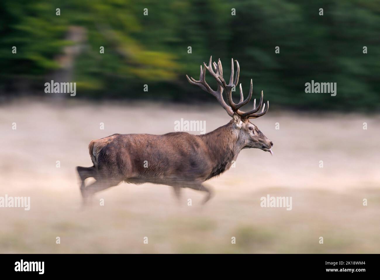 Cerf rouge (Cervus elaphus) stag courant dans les prairies au bord de la forêt pendant le rout en automne / automne Banque D'Images