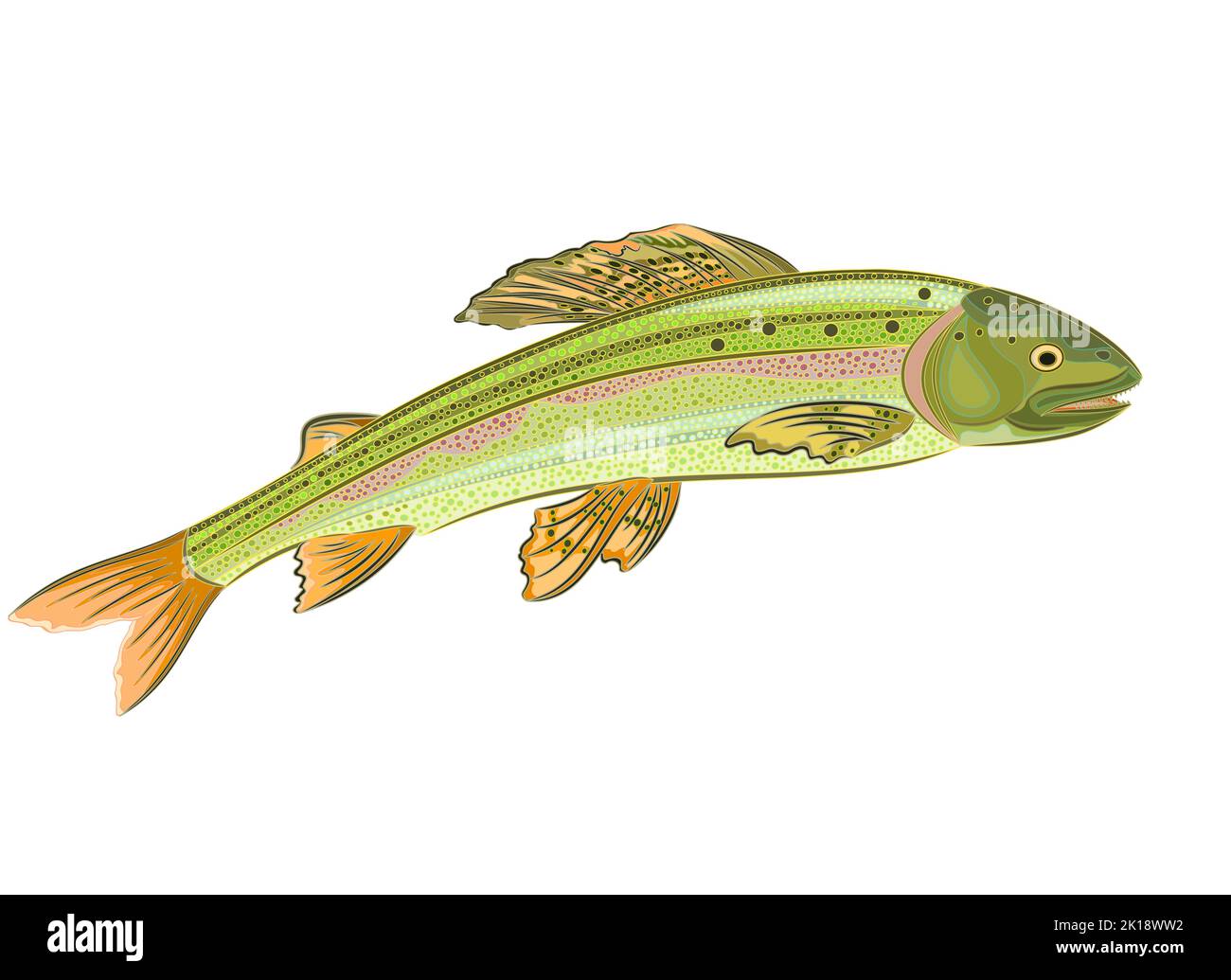 Le poisson grisonnant, prédateur du saumon, est un vecteur de 8 eps sans gradient Illustration de Vecteur