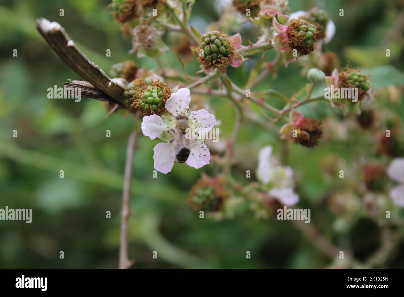 Gros plan sur BlackBerry Bloom. Photo de lumière du jour. Fleurs blanches. Feuillage luxuriant. Scène d'été. Environnement naturel. STAMEN et pistil. Banque D'Images