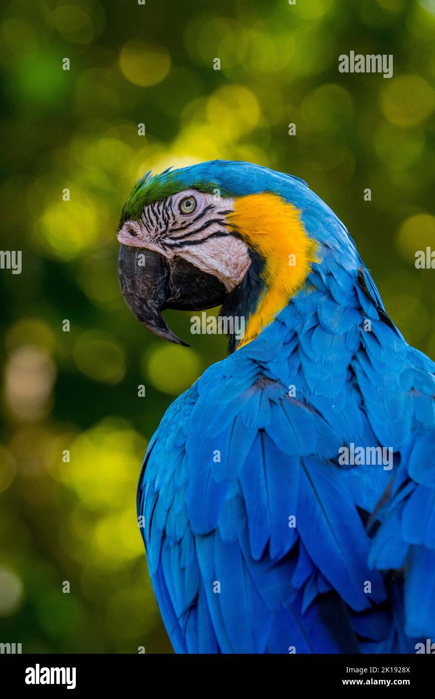 Portrait d'une macaw bleu et jaune (Ara ararauna), également connue sous le nom de macaw bleu et or, à l'Aymara Lodge dans le Pantanal Nord, État de Mato Banque D'Images