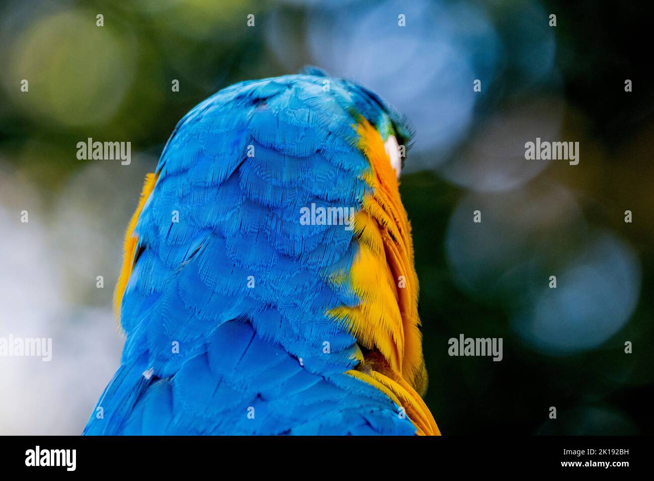 Portrait d'une macaw bleu et jaune (Ara ararauna), également connue sous le nom de macaw bleu et or, à l'Aymara Lodge dans le Pantanal Nord, État de Mato Banque D'Images