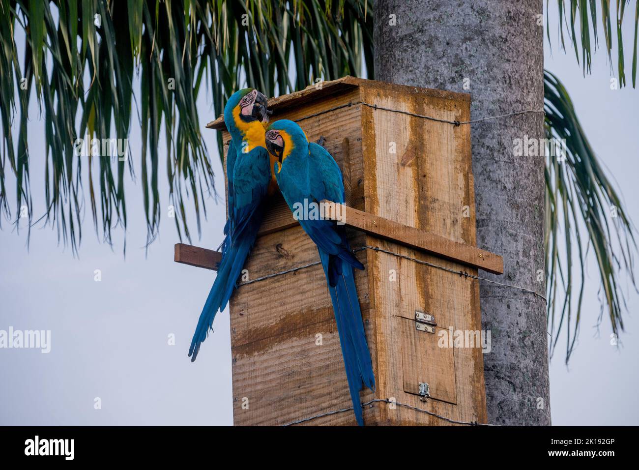 Une paire d'aras bleu et jaune dans une boîte de nid, à l'Aguape Lodge dans le Pantanal du Sud, Mato Grosso do Sul, Brésil. Banque D'Images