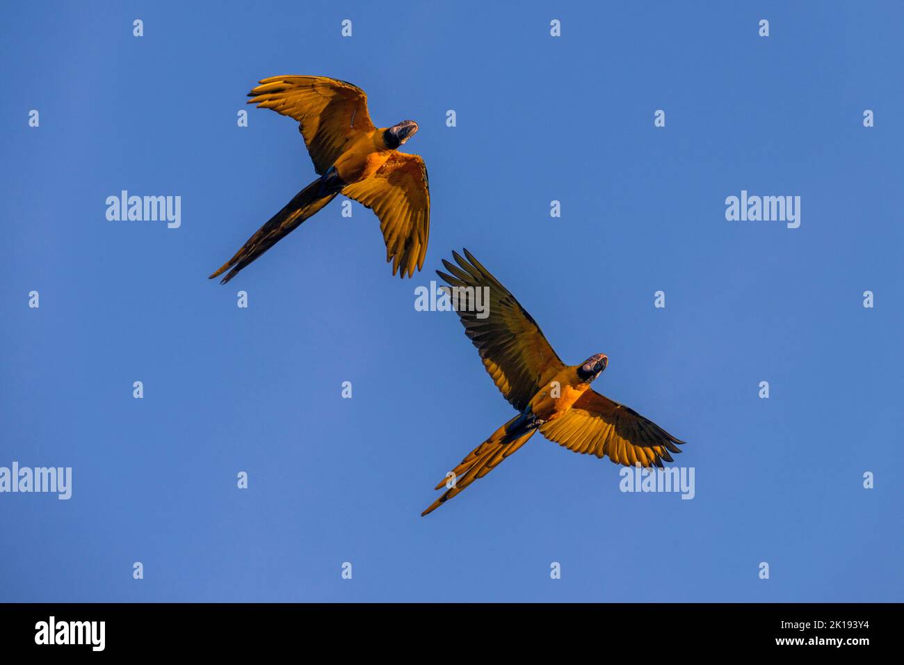 Des aras bleu et jaune en vol près de l'Aguape Lodge dans le Pantanal du Sud, Mato Grosso do Sul, Brésil. Banque D'Images Des aras bleu et jaune en vol près de l'Aguape Lodge dans le Pantanal du Sud, Mato Grosso do Sul, Brésil. Banque D'Images