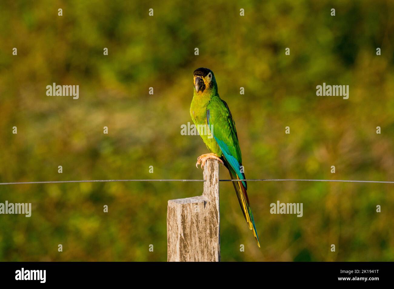 Une Macaw à col doré (Primolius auricollis) perchée sur un poste de clôture près de la Loge Aguape dans le Pantanal du Sud, Mato Grosso do Sul, Brésil. Banque D'Images