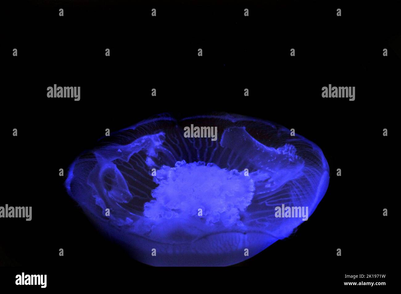 Méduse lumineux piscine dans l'Aquarium Banque D'Images