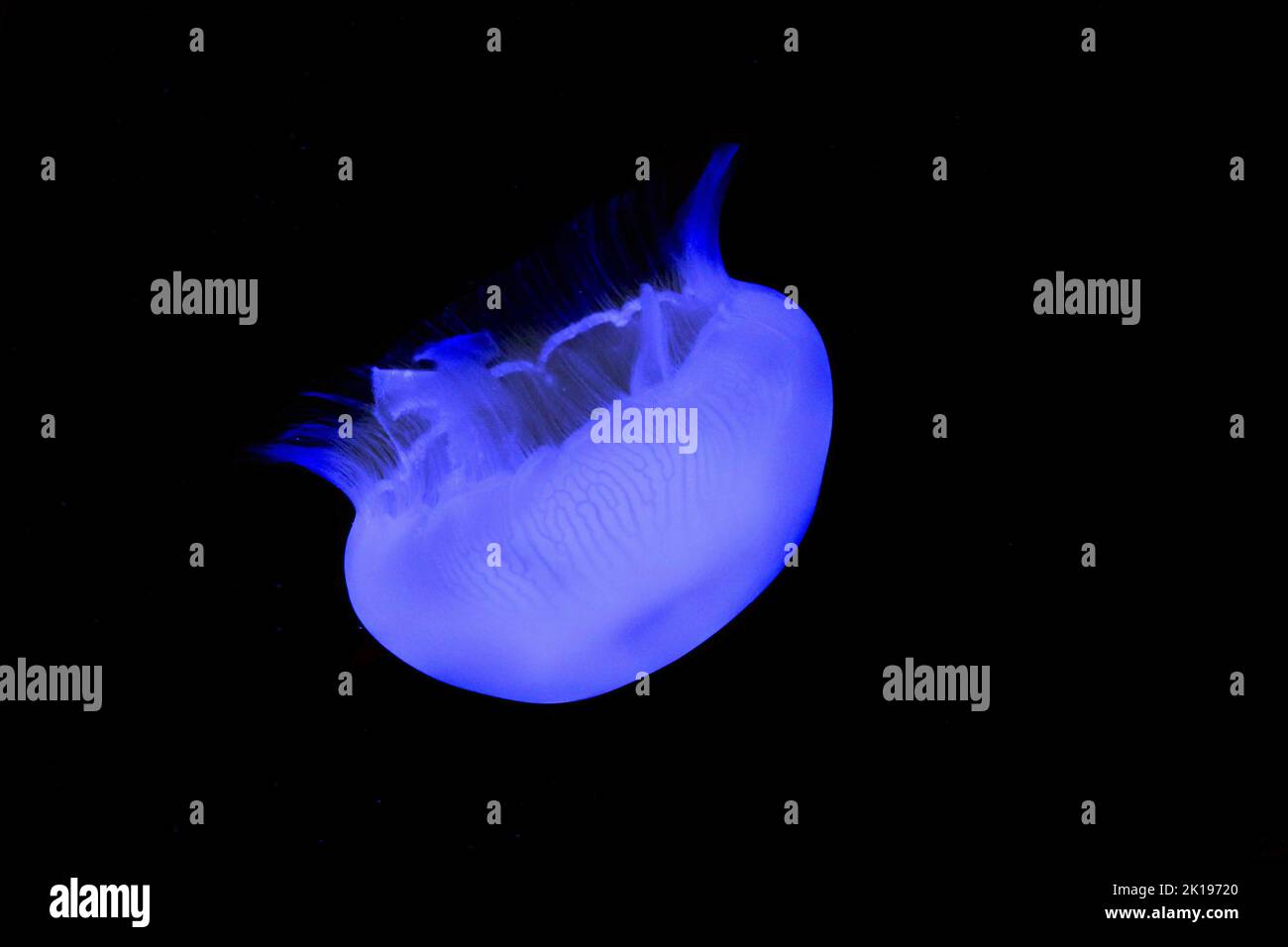 Méduse lumineux piscine dans l'Aquarium Banque D'Images