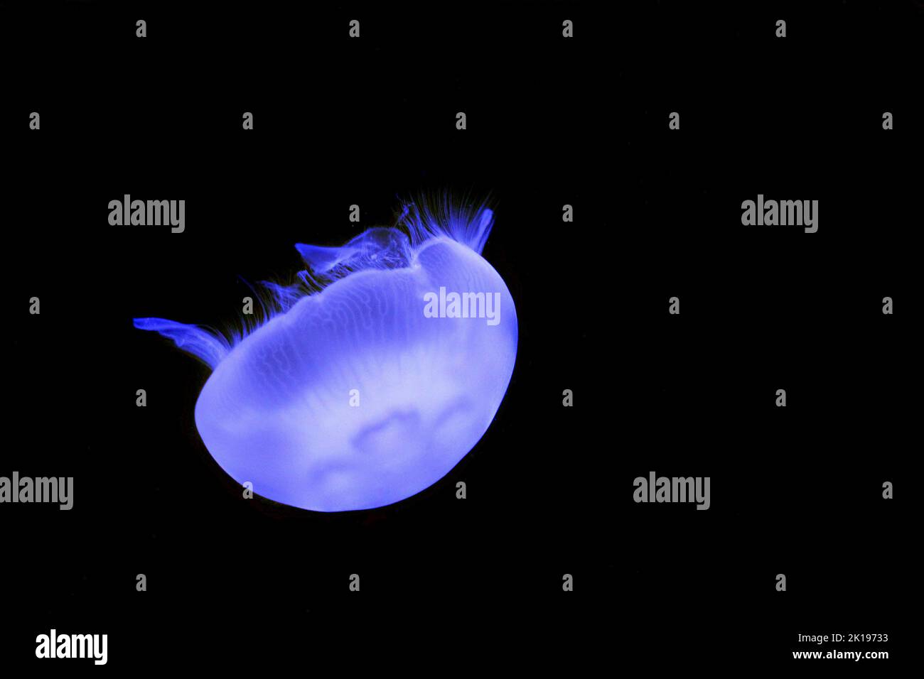 Méduse lumineux piscine dans l'Aquarium Banque D'Images