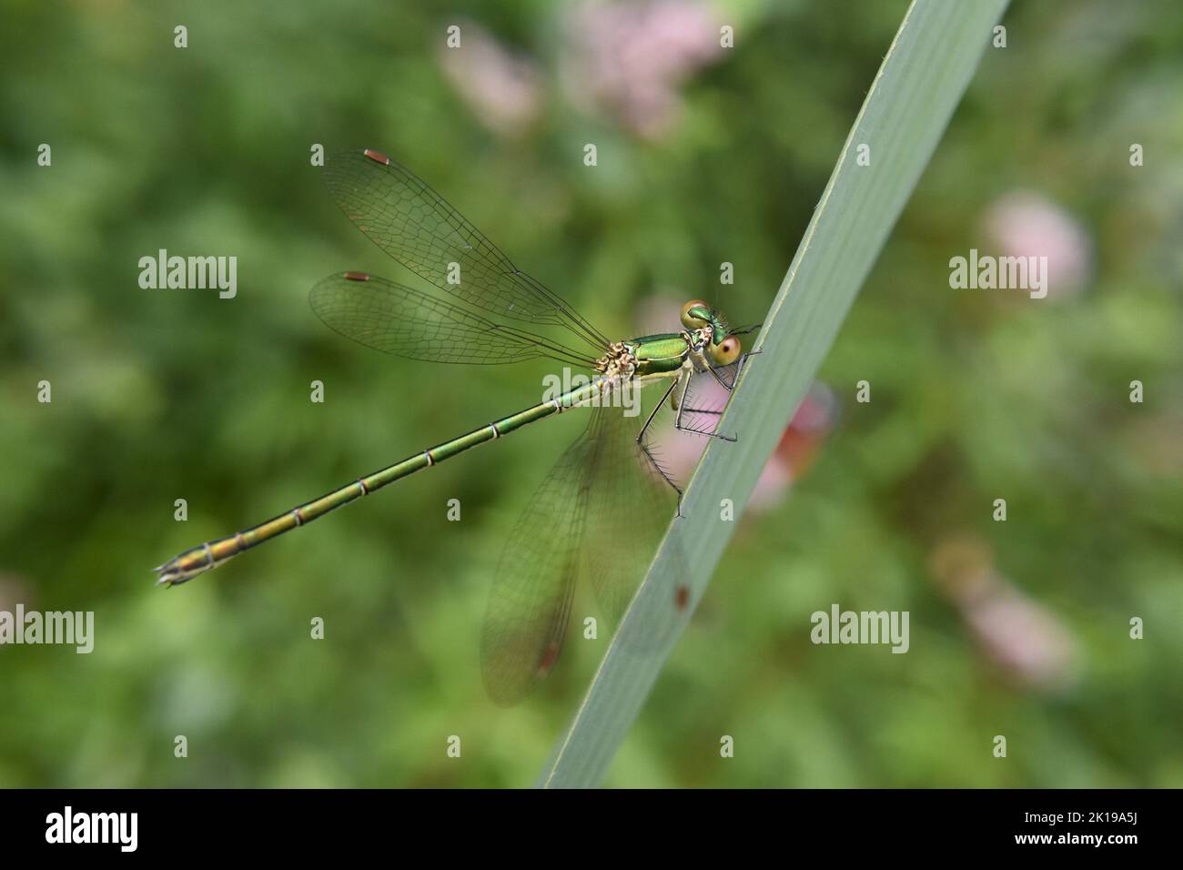 Chalcolestes viridis Banque D'Images