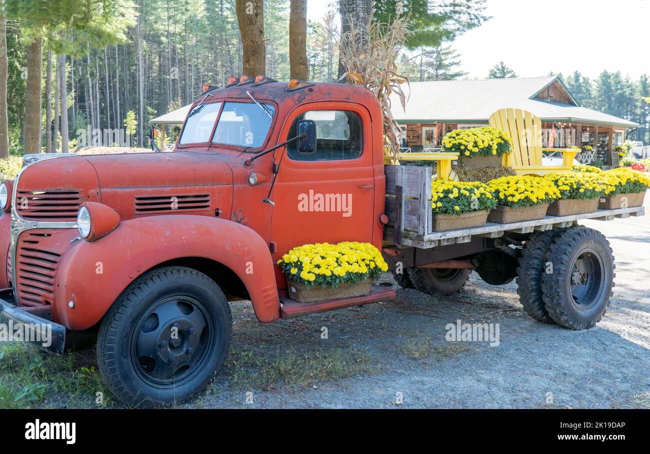 Vieux camion à plateau rouge décoré de fleurs et de chaises à Cottage Country, Ontario Banque D'Images