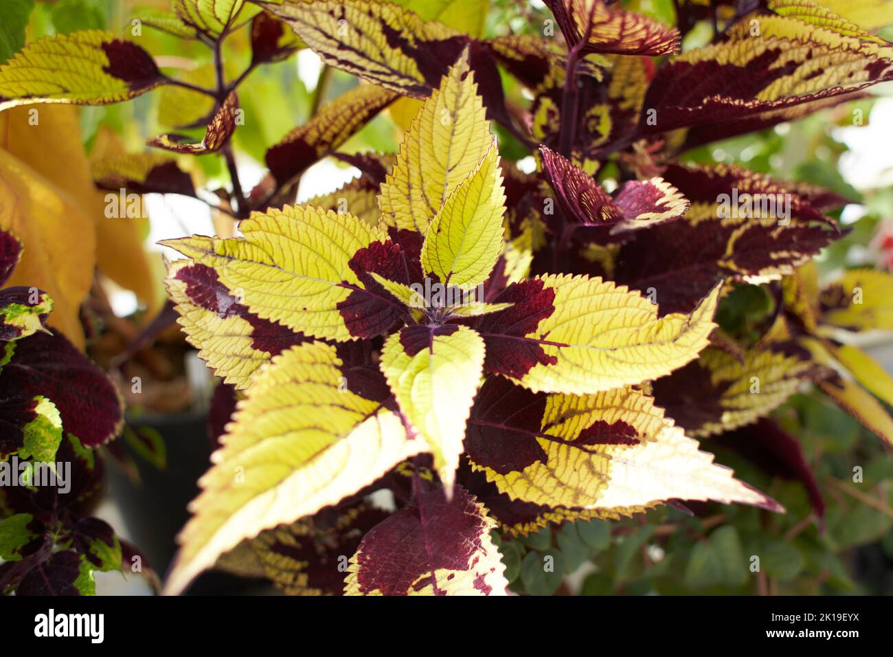 Fleurs de feuilles rougeâtres ou violettes de Coleus. Connu sous le nom de Plectranthus scutellarioides, Coleus blumei et Solenostemon scutellarioides. Banque D'Images