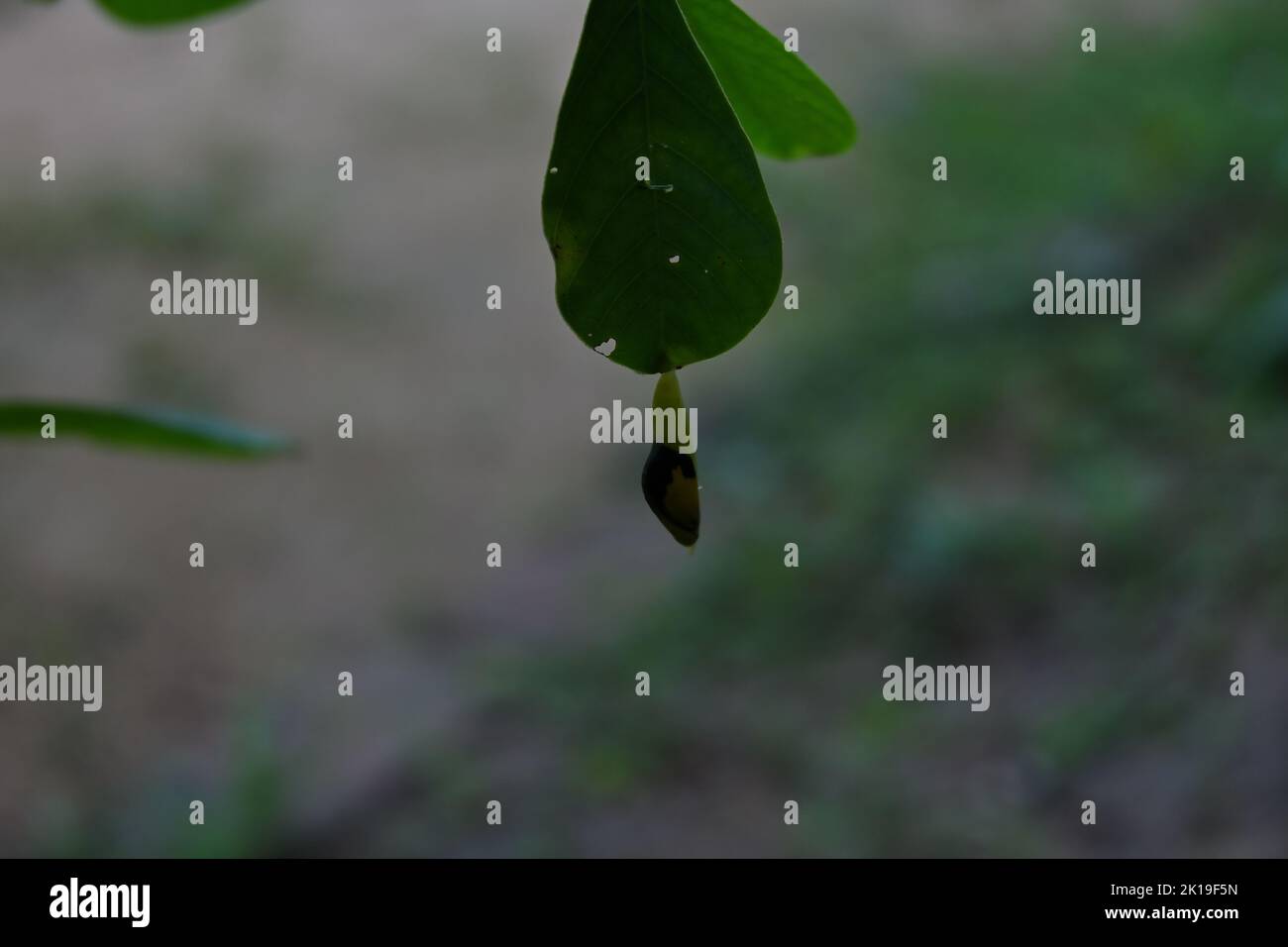 Gros plan d'une surface de feuilles de Cassia Tora et d'une petite chenille se nourrissant dessus, également une pendaison et prêt à émerger un point herbe jaune papillon cocon o Banque D'Images