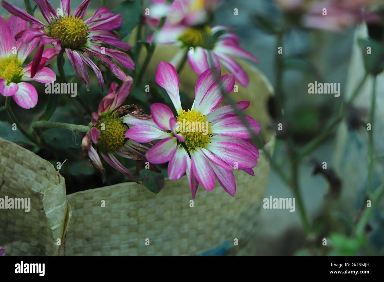 Chrysanthème rose violet blanc. Сhrysanthemum fleurs avec des centres jaunes et des bouts blancs sur leurs pétales. Bush de plantes de jardin d'automne, fleurs en croissance Banque D'Images