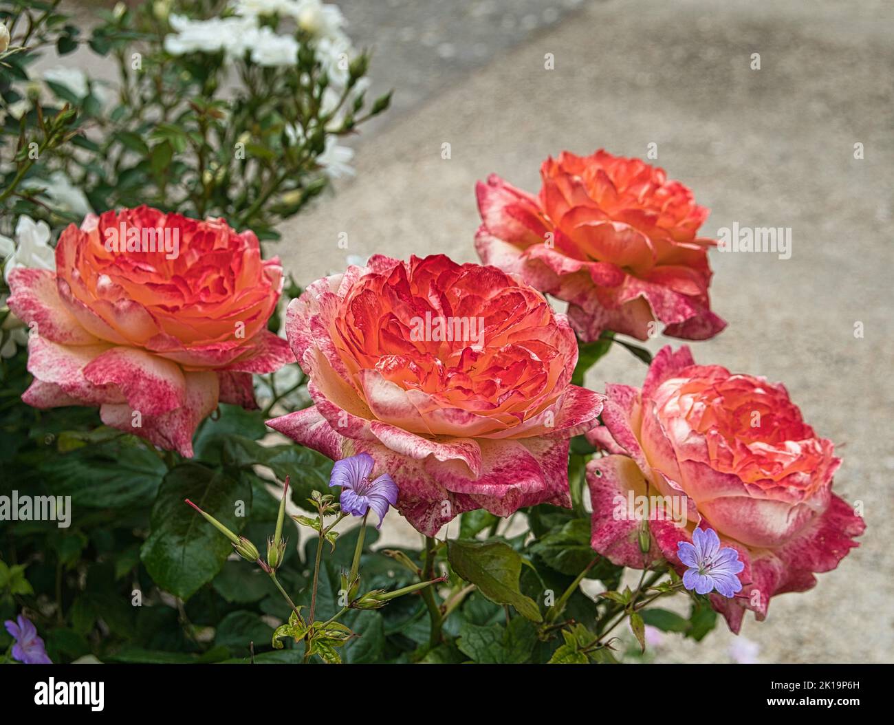 Dans un jardin de roses Banque D'Images