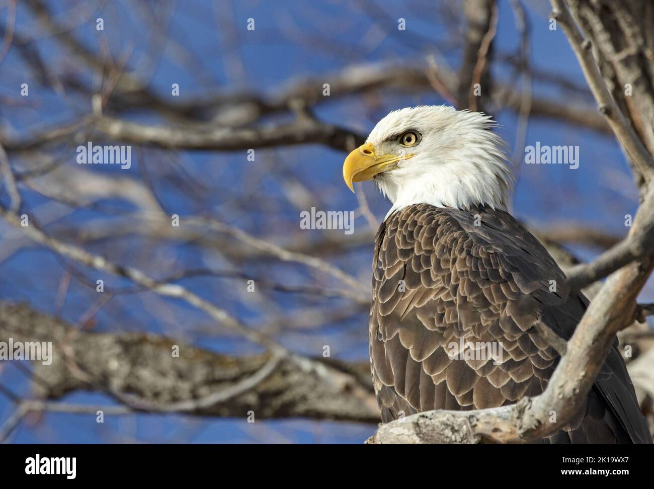 Majestueux aigle à tête blanche perché dans un arbre à la réserve naturelle nationale de Lower Klamath, le premier refuge de sauvagine des États-Unis et vulnérable aux pénuries d’eau de m Banque D'Images