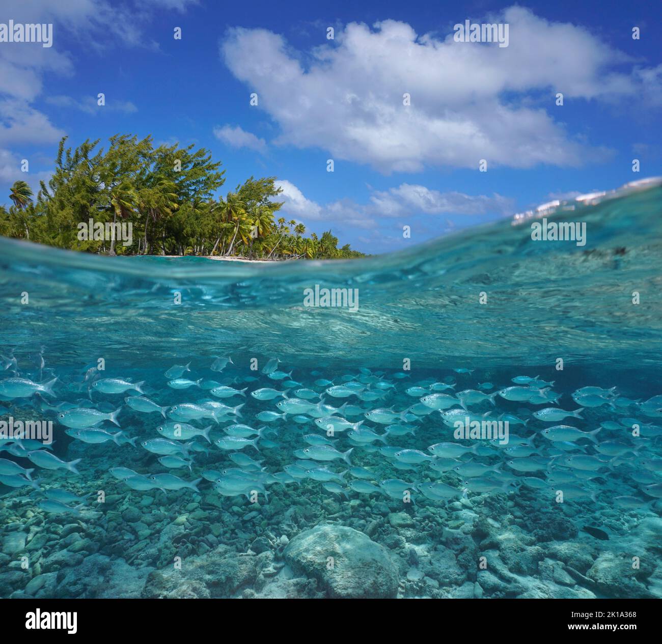 École de poissons (drapeau) près de la mer tropicale, vue sur et sous la surface de l'eau, Tikehau, Polynésie française, océan Pacifique Banque D'Images