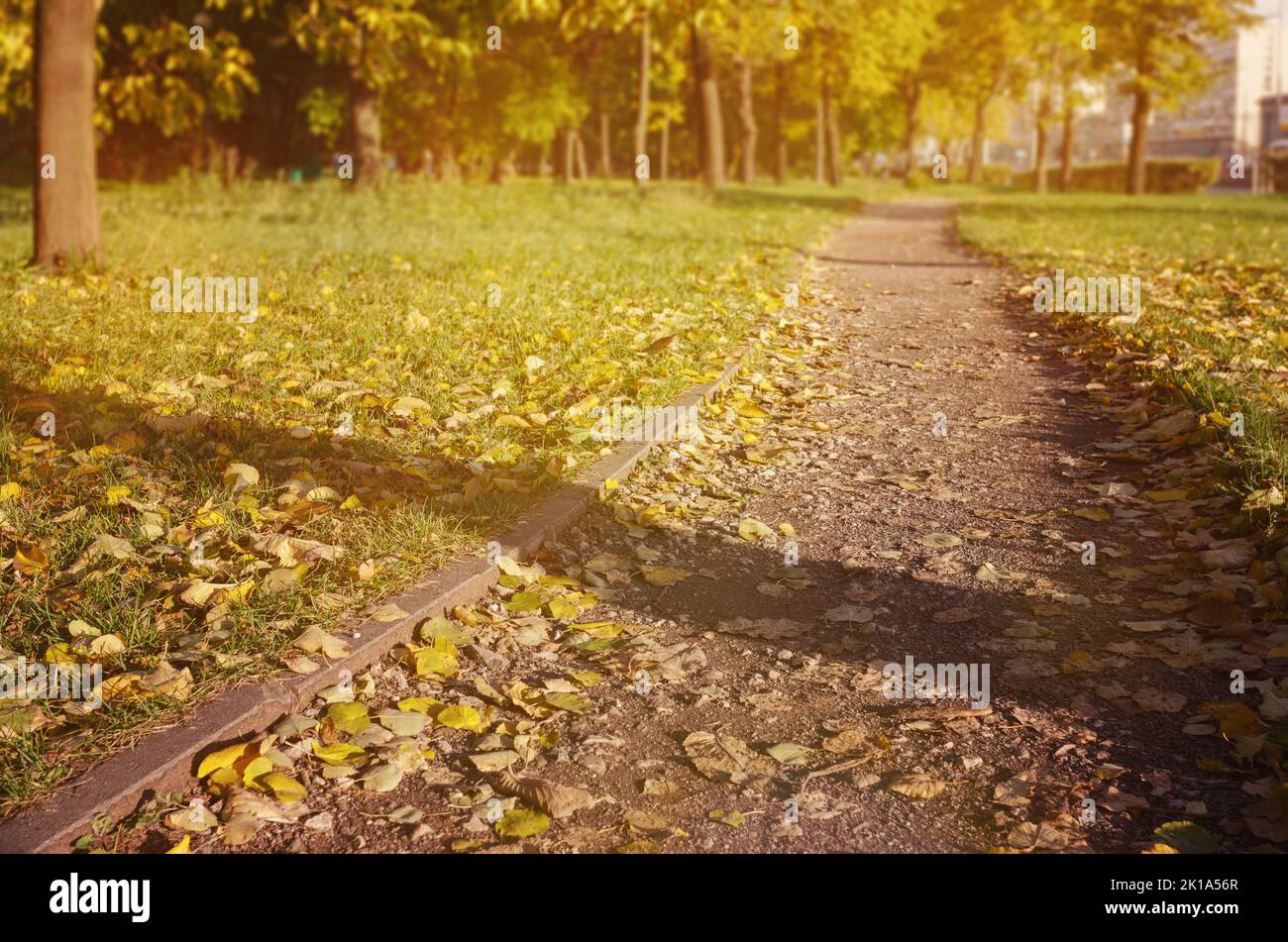 Scène d'automne, chemin courbe dans le parc de la ville en automne. La photo a été prise au début d'une journée ensoleillée en automne Banque D'Images