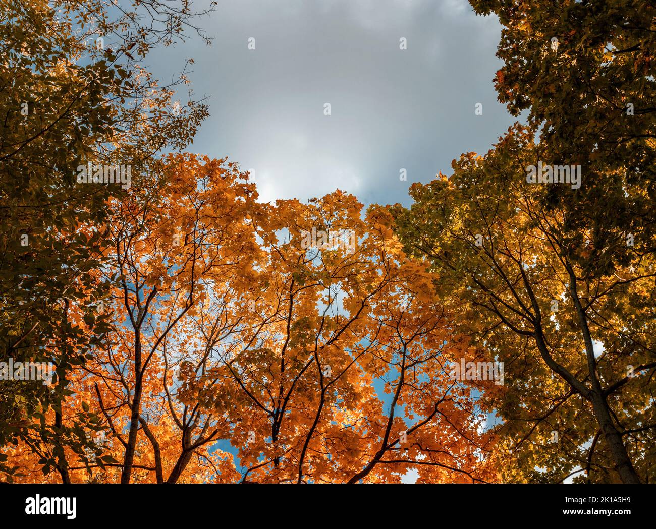 Arrière-plan des arbres avec feuillage d'automne orange. Branches d'arbres d'automne contre le ciel. Banque D'Images