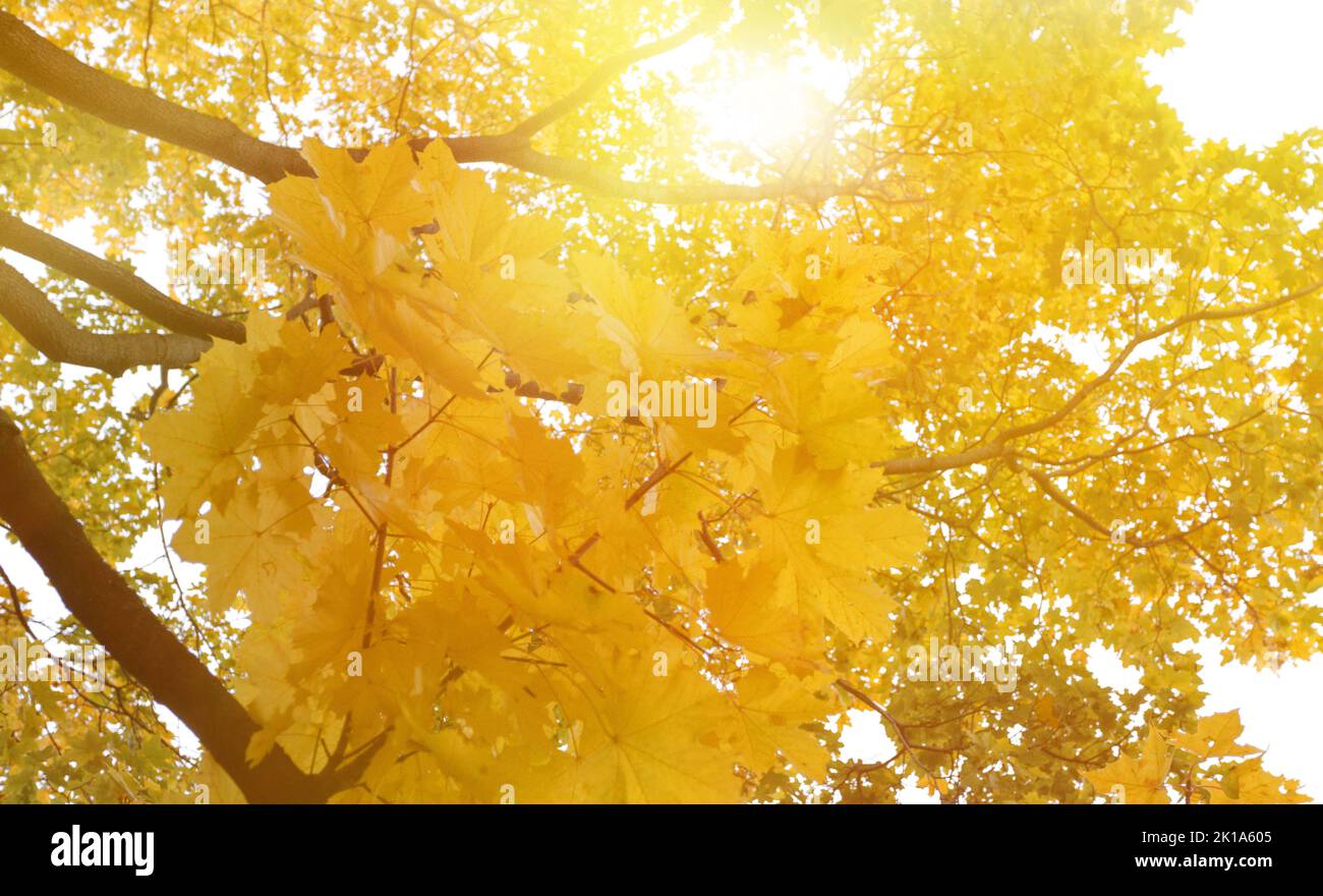 Arrière-plan des arbres avec feuillage d'automne doré. Les rayons du soleil se brisent à travers les feuilles jaunes. Banque D'Images