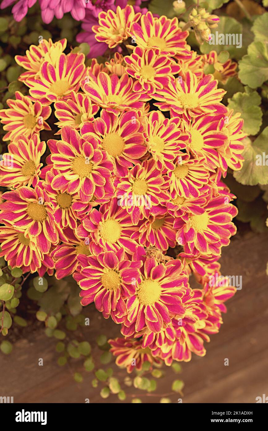 Bühlbachte mit zweifarbigen gewbroten Blütenblättern, Banque D'Images