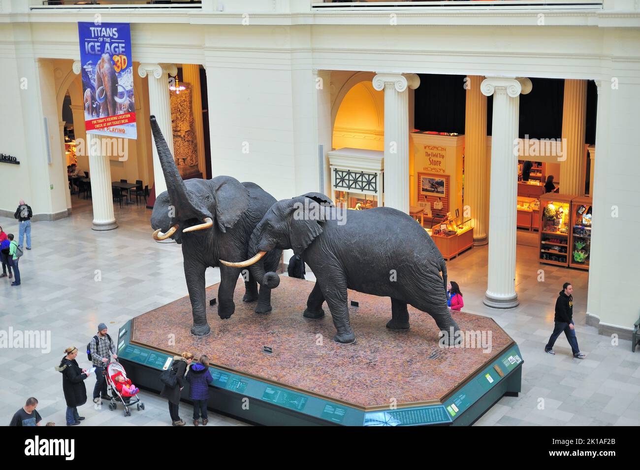 Chicago, Illinois, États-Unis. Célèbres statues d'éléphants dans la salle principale du Field Museum of Natural History. Banque D'Images