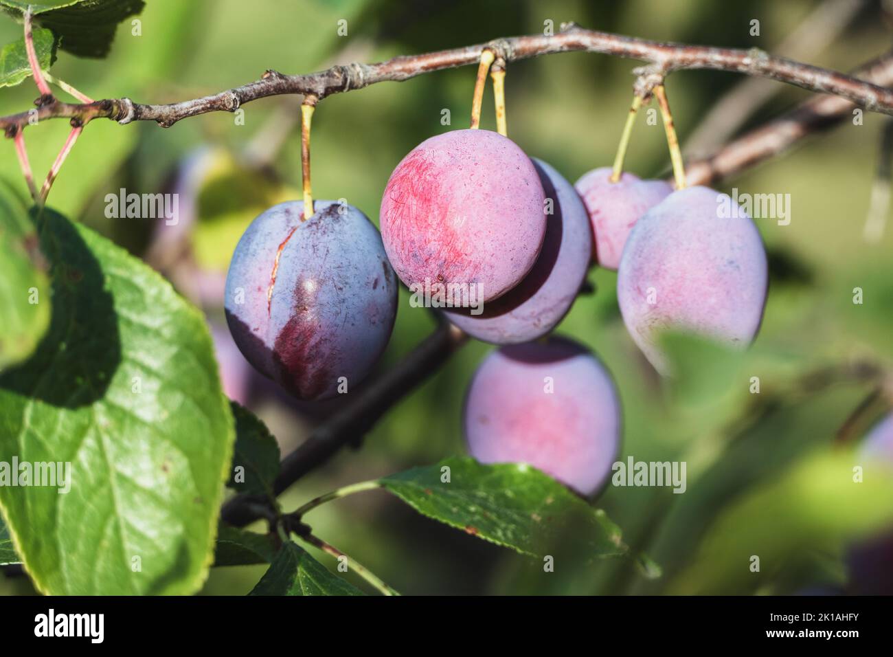 Pruneaux pour un brunch aux prunes dans le jardin Banque D'Images