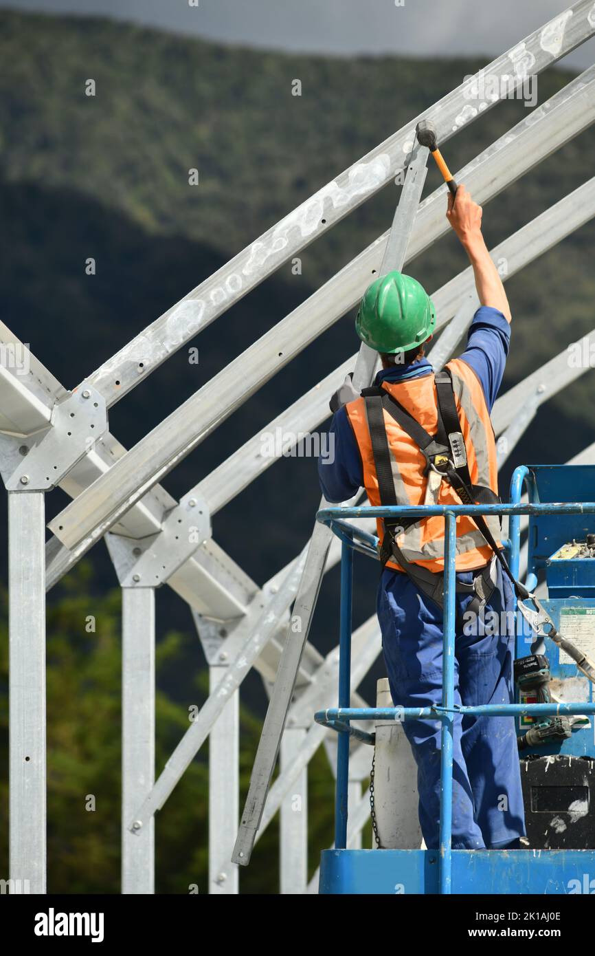Un constructeur sécurise le cadrage dans une immense maison de tunnerl qui deviendra une maison de troupeau pour les vaches laitières, West Coast, Nouvelle-Zélande Banque D'Images