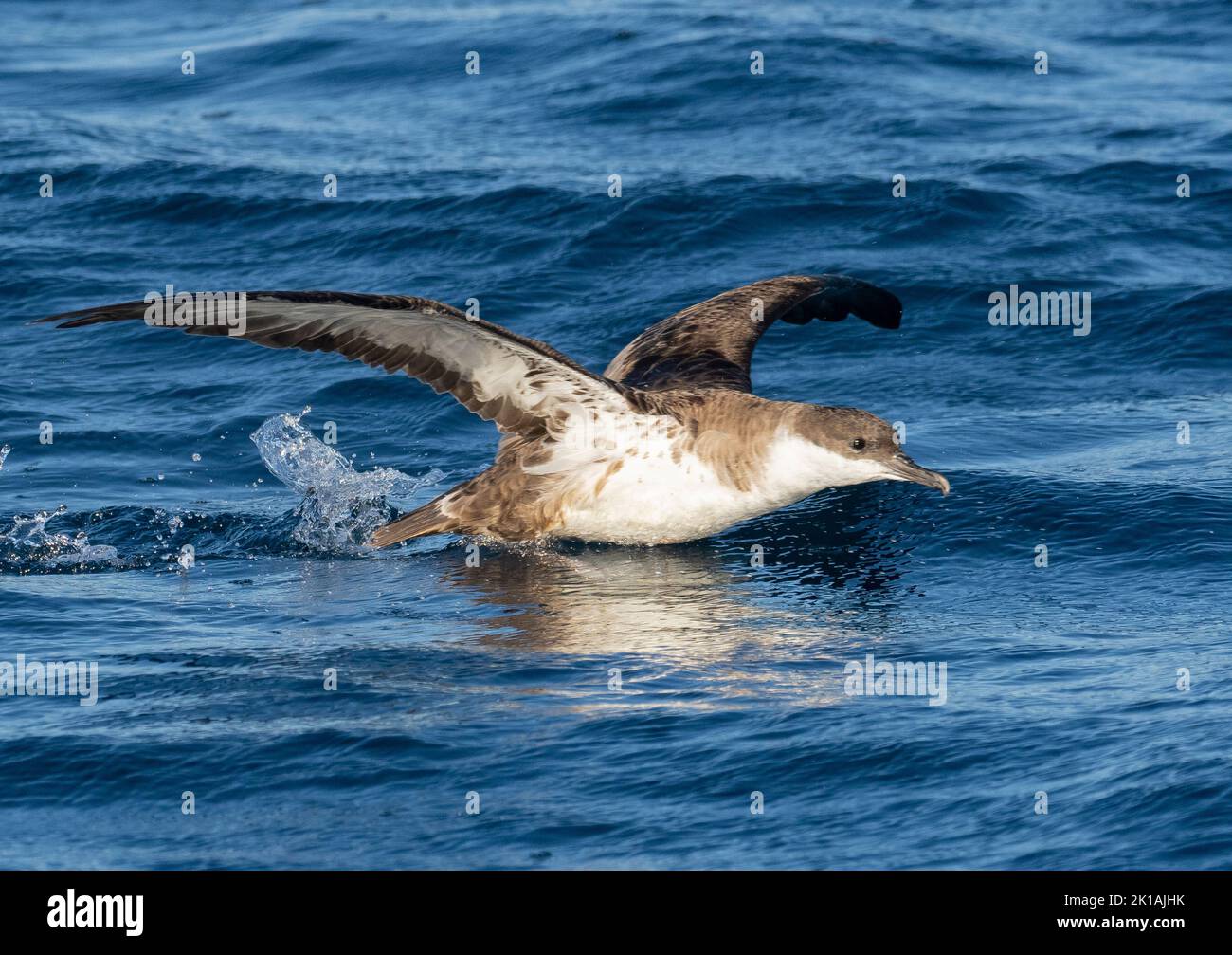 Grand Shearwater (Puffinus gravis) prenant le vol de l'eau Banque D'Images