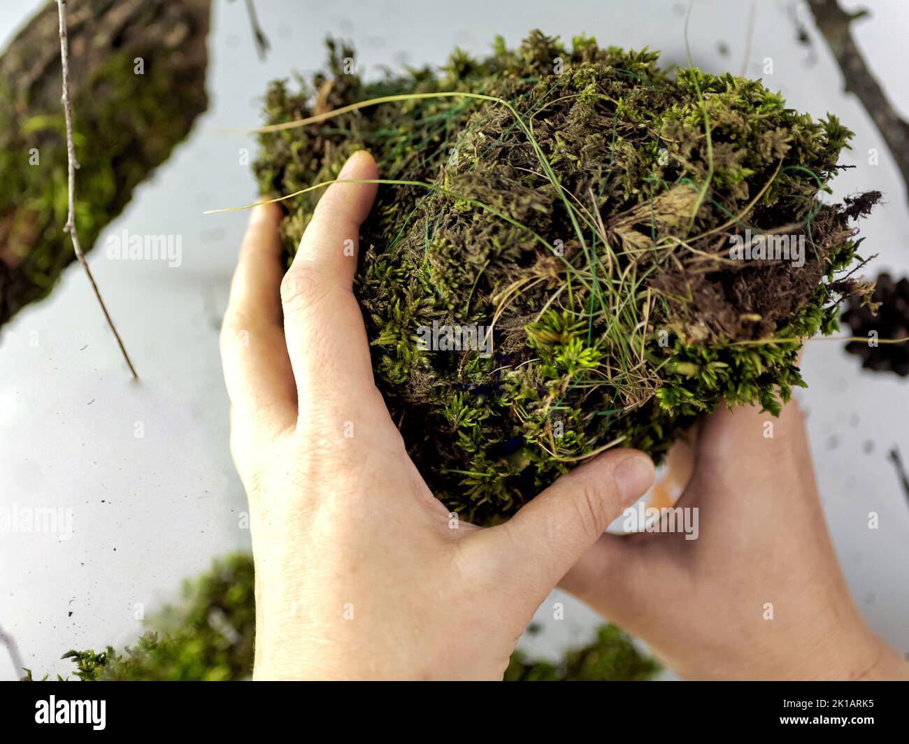 Kokedama, boule de mousse japonaise à la mode, bonsaï pour les pauvres, une chaussette de mousse à fleur rose. Photo de haute qualité Banque D'Images
