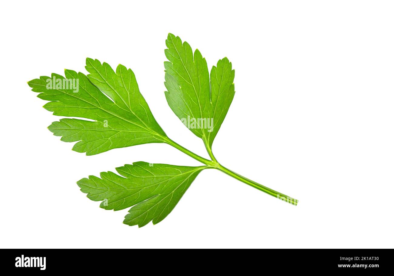 Persil italien vert frais isolé sur fond blanc avec espace d'écriture Banque D'Images