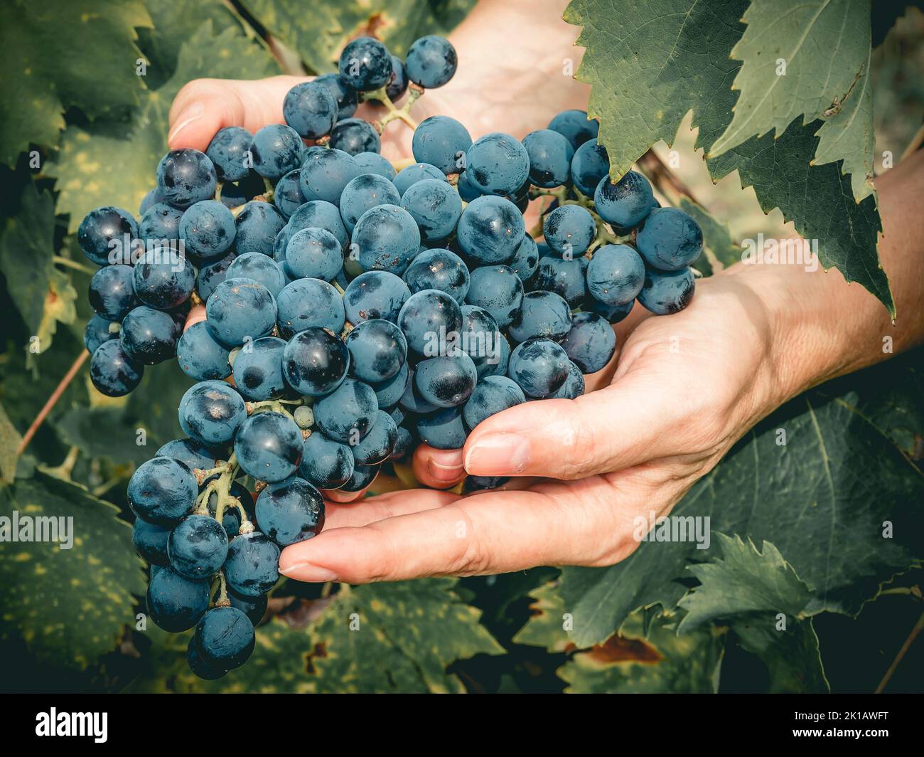 Les mains ont de grandes grappes de raisin noir, fraîchement cueilli dans les vignes pendant les vendanges Banque D'Images