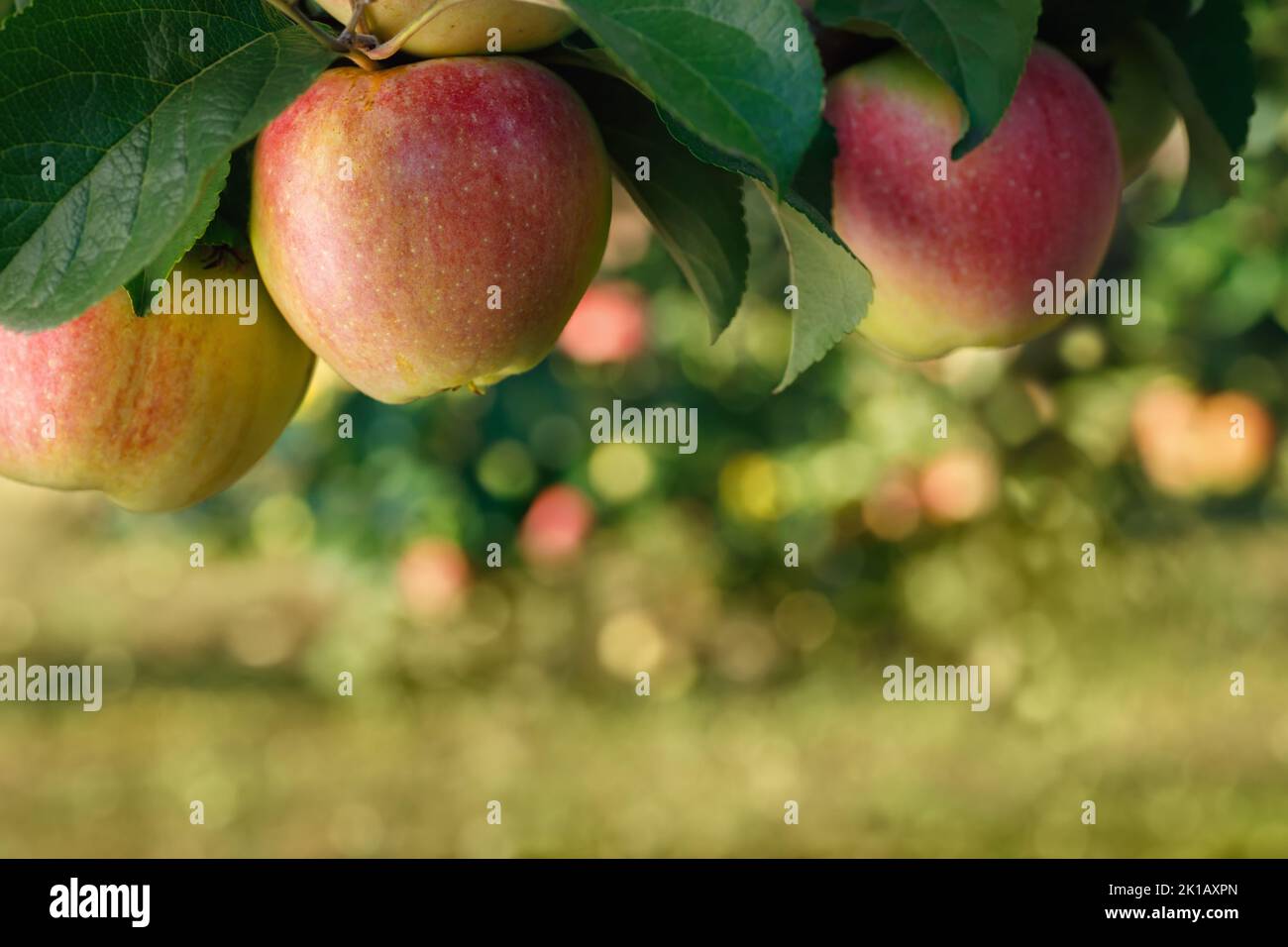 pommes rouges sur la branche dans le jardin prêt à la récolte Banque D'Images