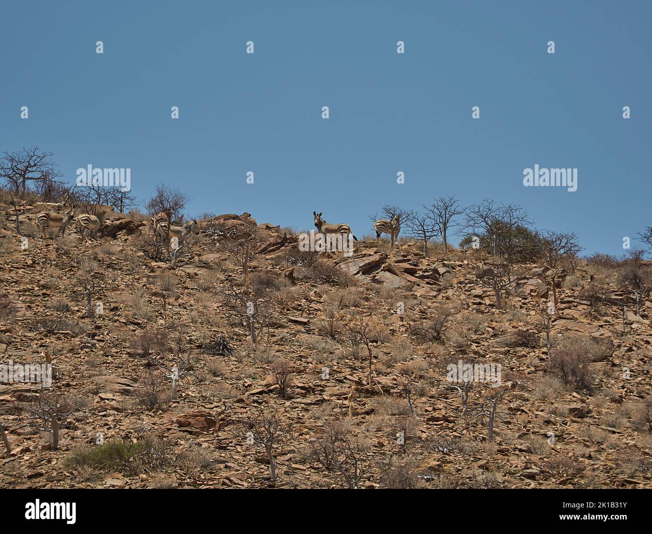 Hartmanns Mountain Zebra debout sur la crête d'une montagne rocheuse dans la région aride de la côte de Skeleton dans le Kaokoveld Namibie Banque D'Images