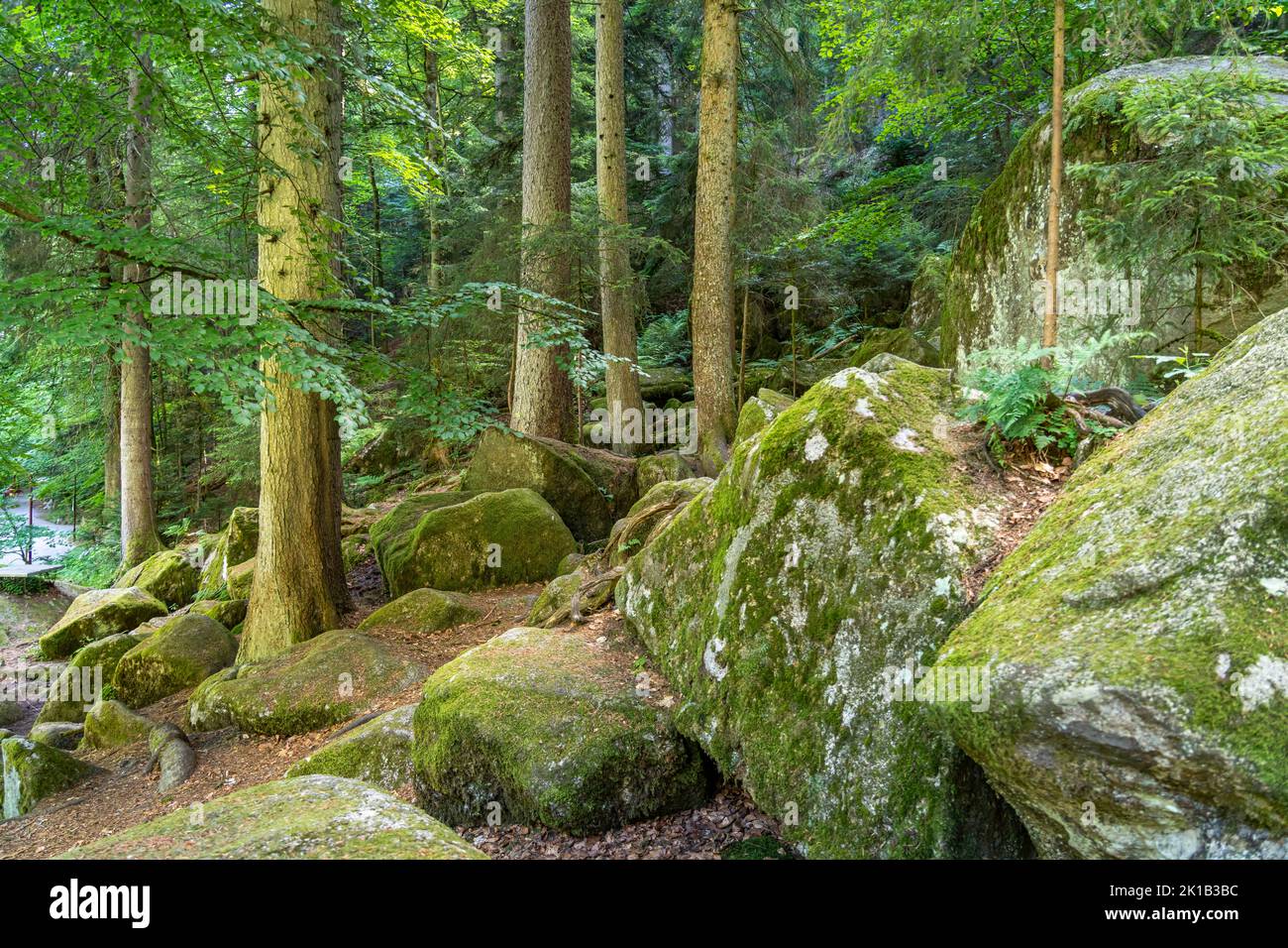 Der Wald BEI Triberg im Schwarzwald, Bade-Wurtemberg, Allemagne | la forêt de Triberg im Schwarzwald, Forêt Noire, Bade-Wurtemberg, Allemagne Banque D'Images