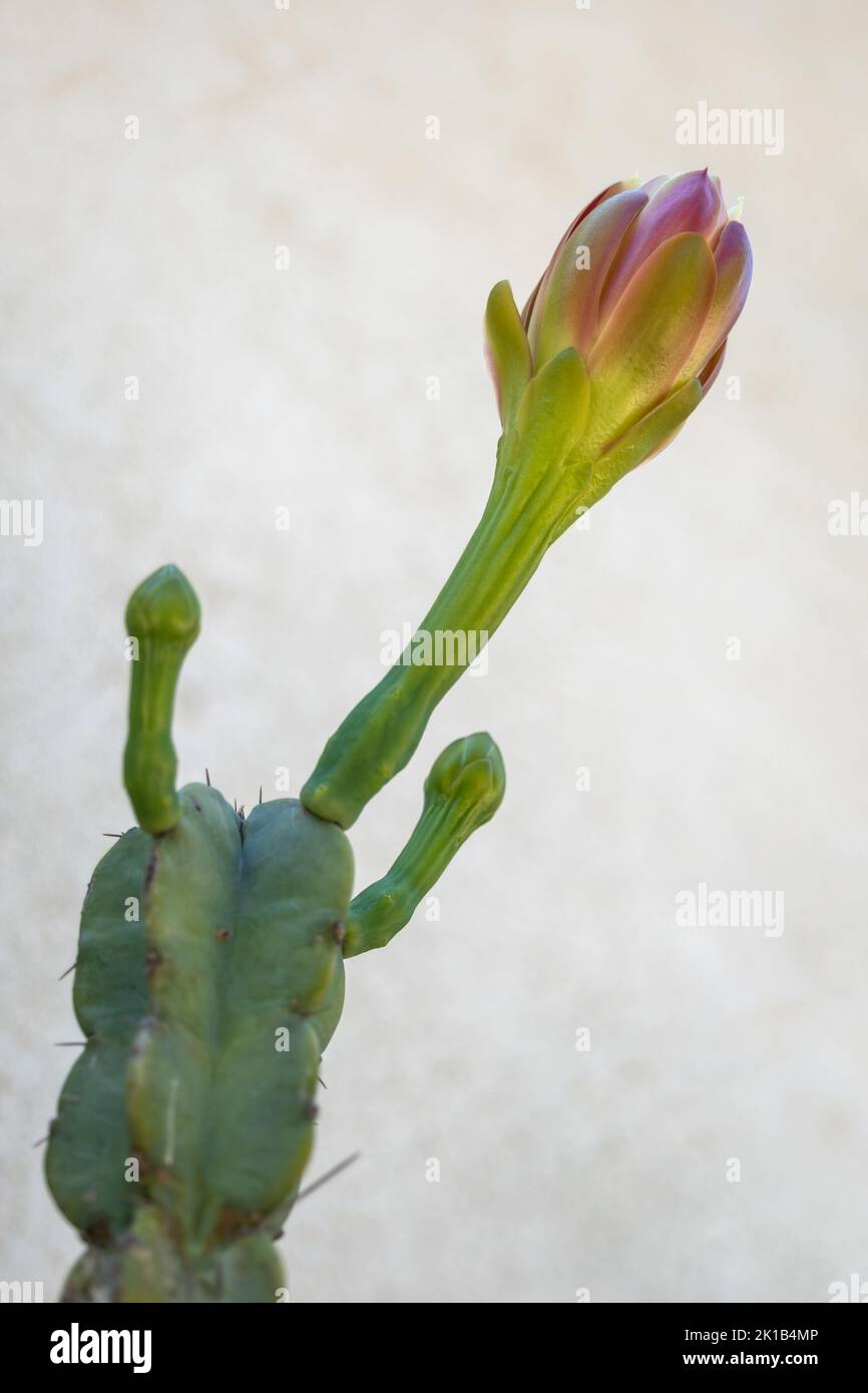 Cereus hildmannianus (Cereus alacriportanus Pfeiff.) cactus aux fleurs, plante de la famille des Cactaceae, région: Brésil, Paraguay. Banque D'Images