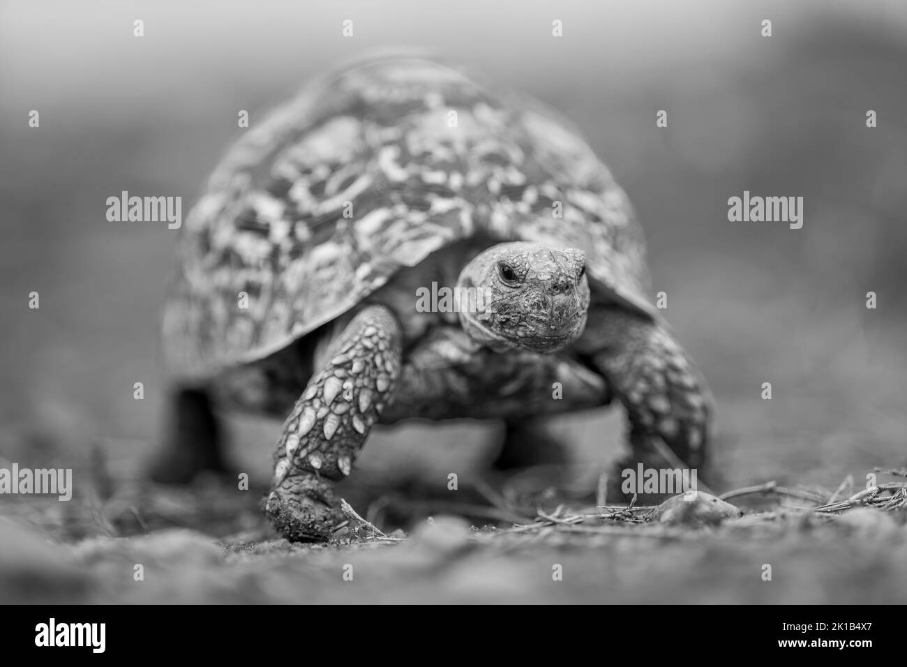 Une tortue mono-léopard traverse la savane vers l'appareil photo Banque D'Images