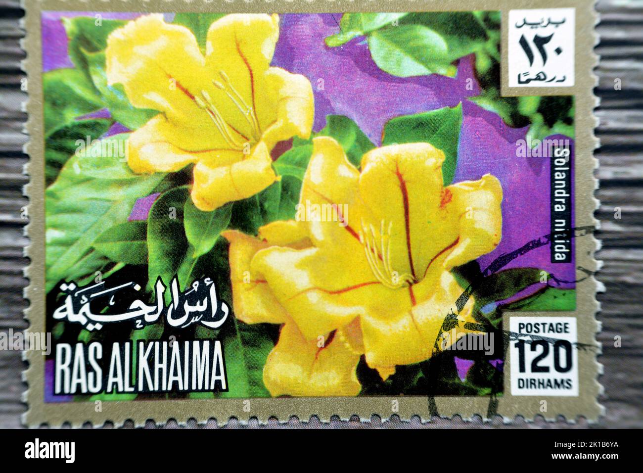Le Caire, Egypte, 15 août 2022: Ancien timbre-poste utilisé imprimé aux Émirats arabes Unis Ras Al Khaimah présente l'usine de fleurs jaunes Solandra nitida circ Banque D'Images