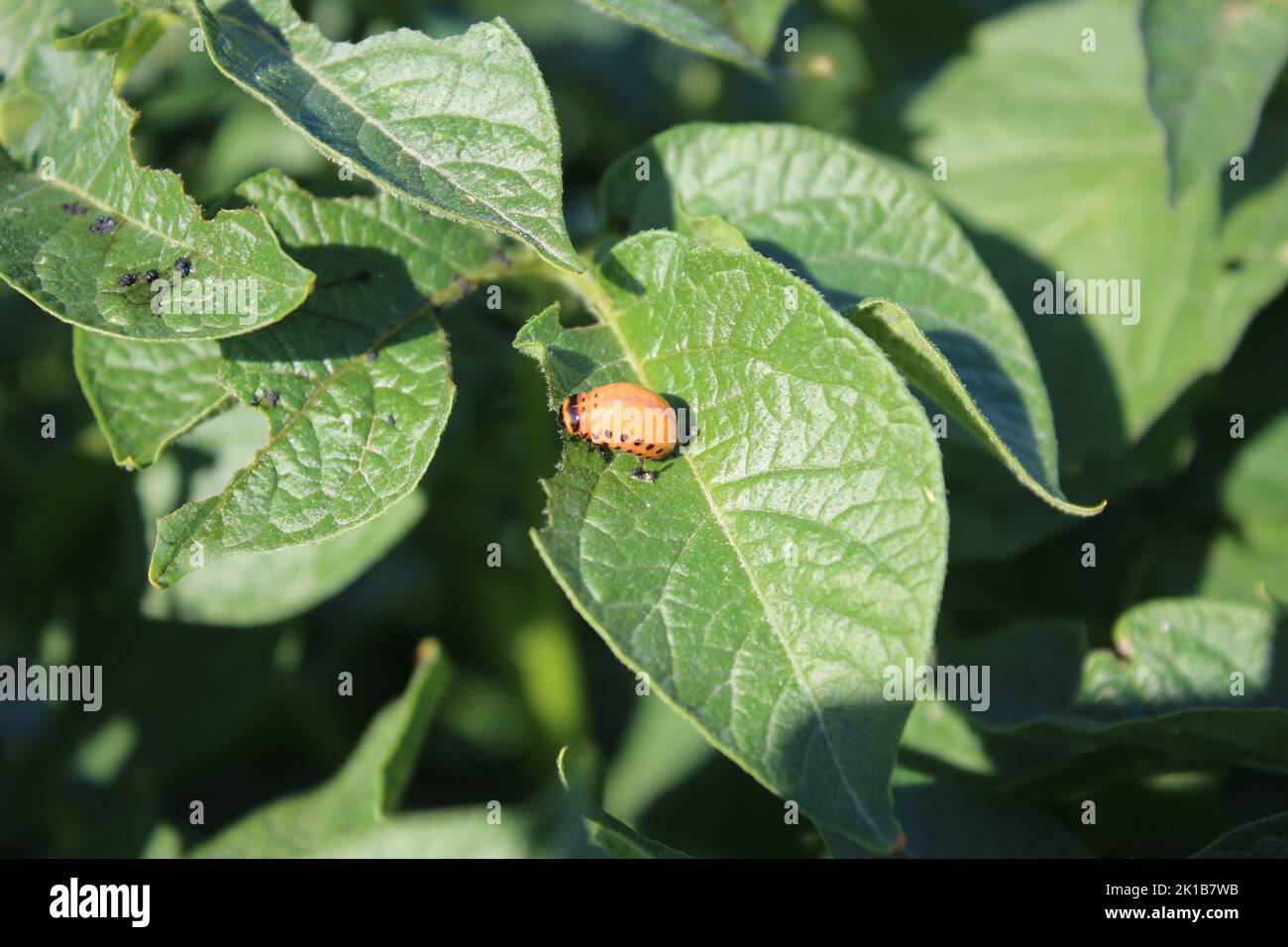 Le coléoptère de la pomme de terre du Colorado est un insecte orange vif. Insectes sur les feuilles de l'arbre de la pomme de terre. Feuillage en arrière-plan. Photo de lumière du jour. Jour ensoleillé. Banque D'Images