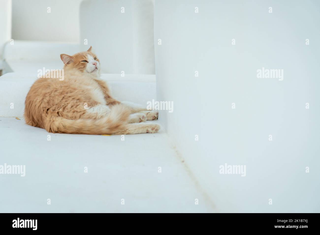 Chat noir et orange couché sur un banc blanc Banque D'Images