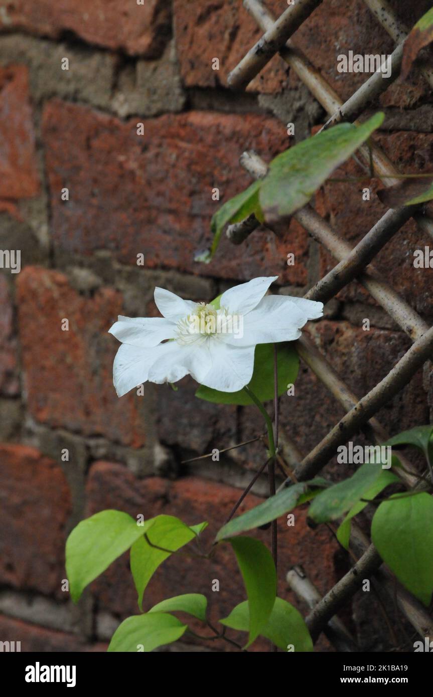 Crème Clematis Guernesey. Grands pétales de crème fleuris. Plante grimpant floraison d'été. Gros plan de la grande tête de fleur en crème. Banque D'Images