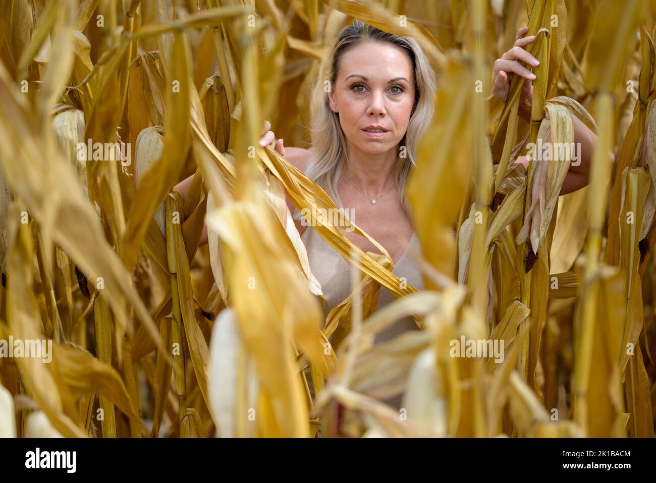Belle femme blonde avec une robe d'or est debout au milieu d'un champ de maïs avec une stase Banque D'Images