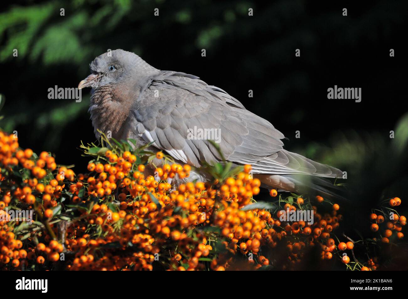 Gros plan ou gros plan bébé Bois pigeon ou Squab, lors d'une journée ensoleillée manger des baies de Pyracantha ou de Firethorn et s'endormir. Pigeon en bois de bébé endormi. Banque D'Images