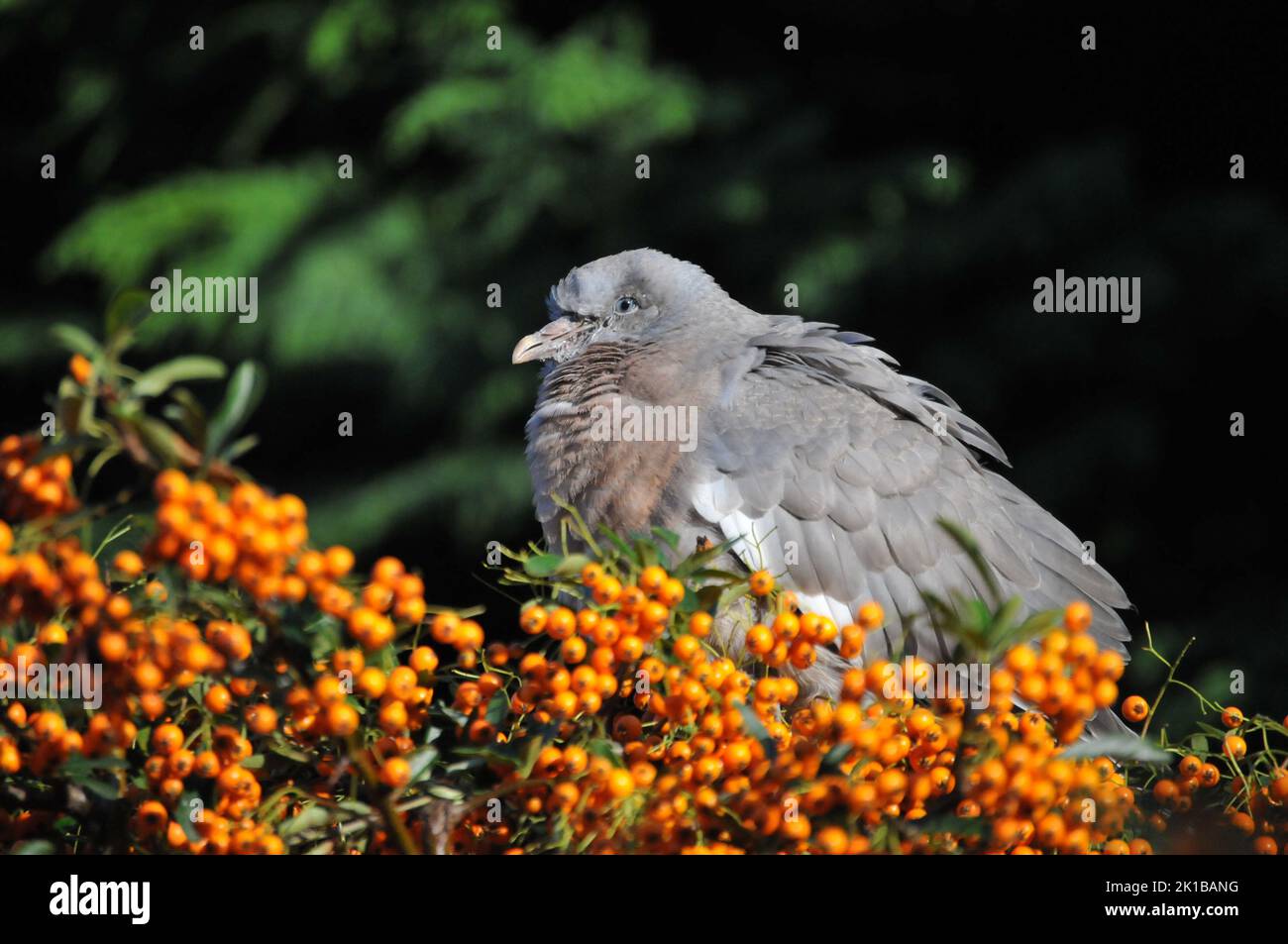 Gros plan ou gros plan bébé Bois pigeon ou Squab, lors d'une journée ensoleillée manger des baies de Pyracantha ou de Firethorn et s'endormir. Pigeon en bois de bébé endormi. Banque D'Images