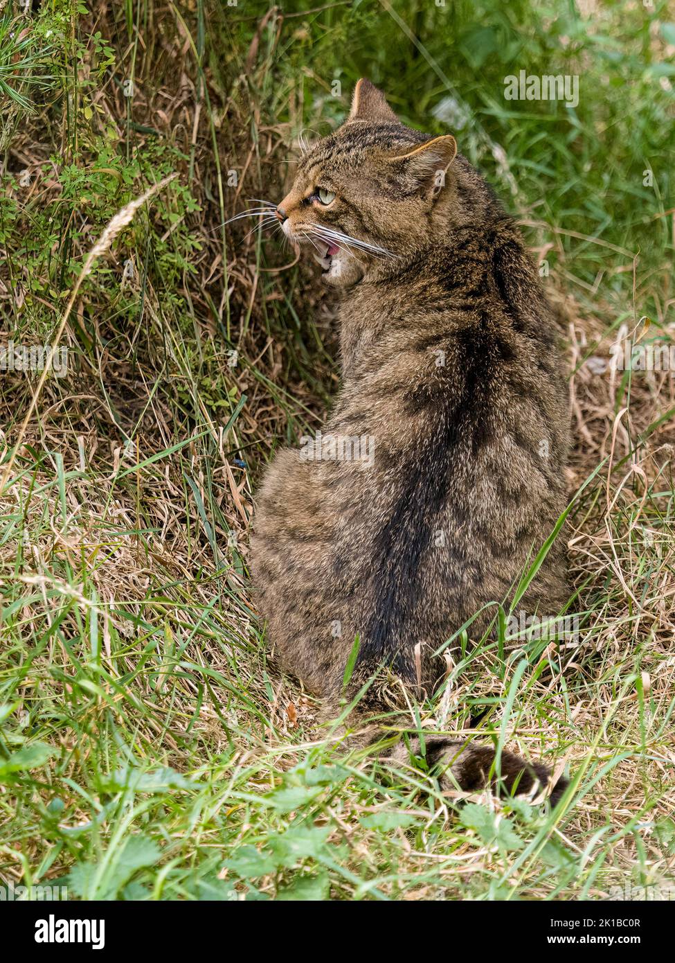 Un chat sauvage écossais captif - fait partie du programme de ...