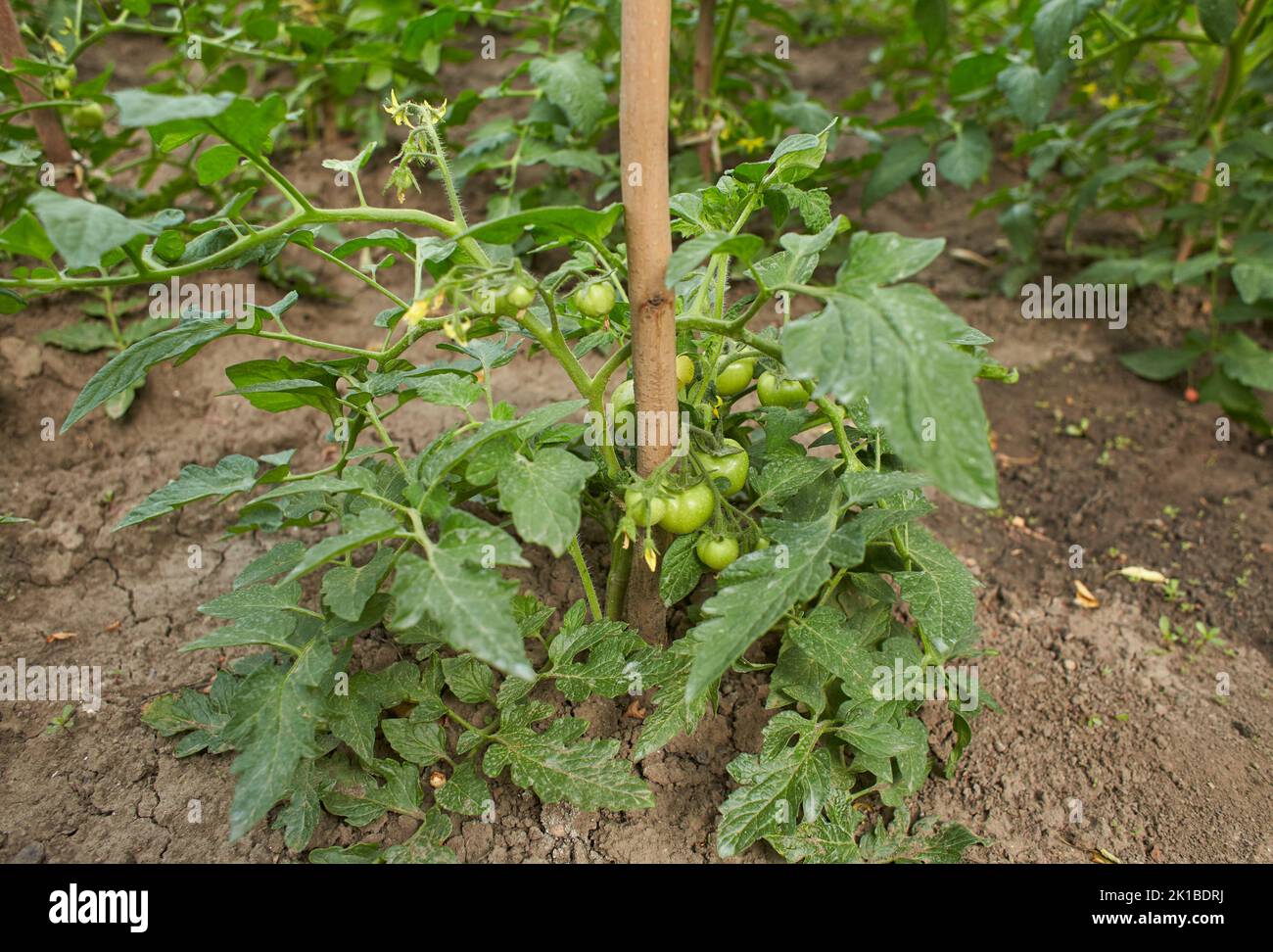 Bush aux tomates vertes. La culture de tomates en serre. La technologie de l'irrigation goutte à goutte en serre. Banque D'Images