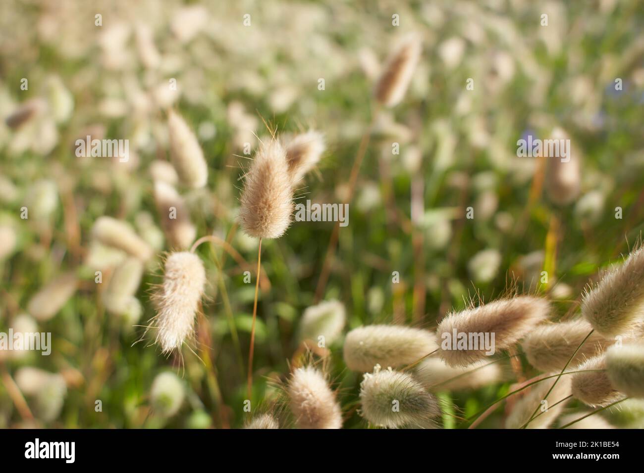 Vue en gros plan de magnifiques fleurs en fleur de la queue de lièvre. Lagurus ovatus hares queue lapin herbe panicule inflorescence queue de lapin an Banque D'Images