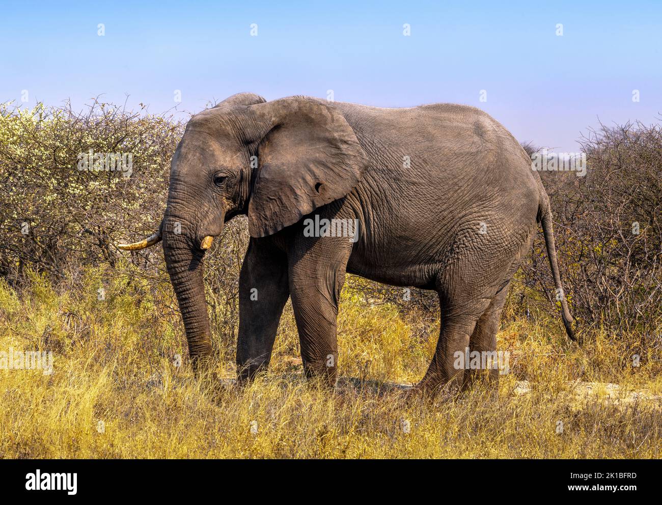 Vue latérale de l'éléphant dans le parc national de Makgadikgadi Pan, Botswana Banque D'Images