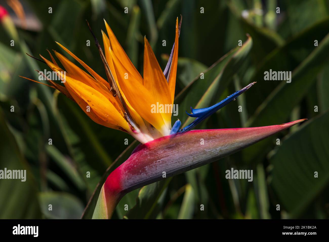 Strelitzia (fleur d'oiseau de paradis) dans le parc Santa Catarina, Funchal, Madère, Portugal Banque D'Images