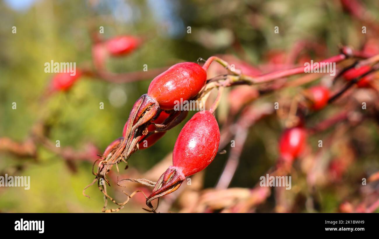 Baies de rosehip sur une brousse en automne, fruits mûrs, plante sauvage. Banque D'Images
