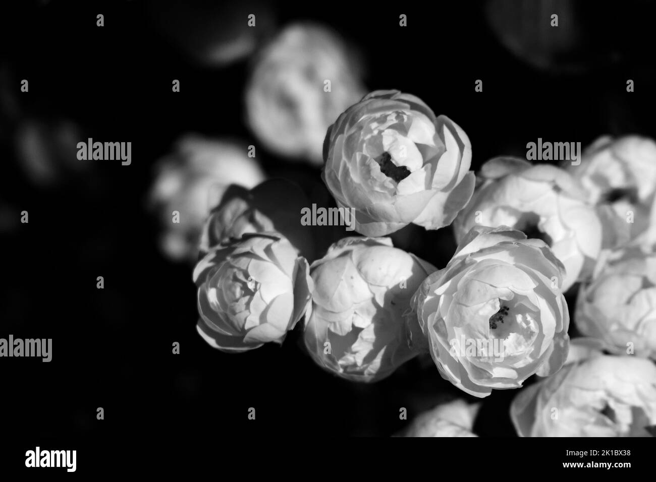 roses blanches en forme de candide Banque D'Images